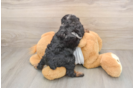 Adorable Pudel Purebred Puppy