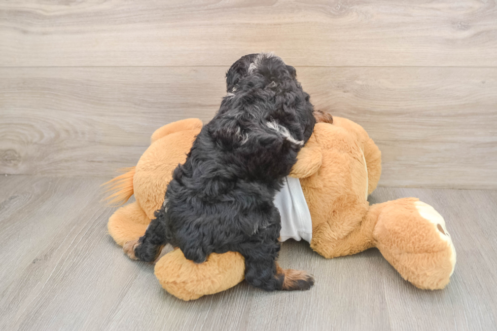Adorable Pudel Purebred Puppy