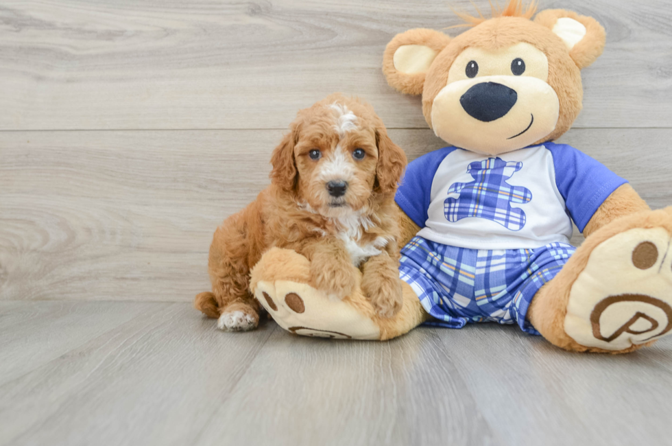 7 week old Poodle Puppy For Sale - Seaside Pups