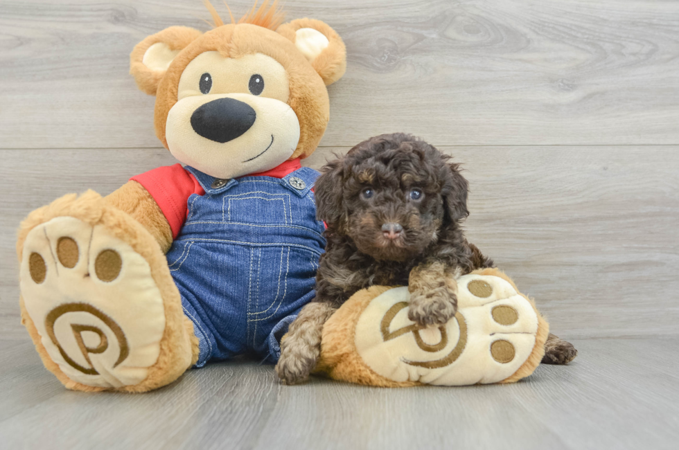 5 week old Poodle Puppy For Sale - Seaside Pups