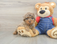 7 week old Poodle Puppy For Sale - Seaside Pups