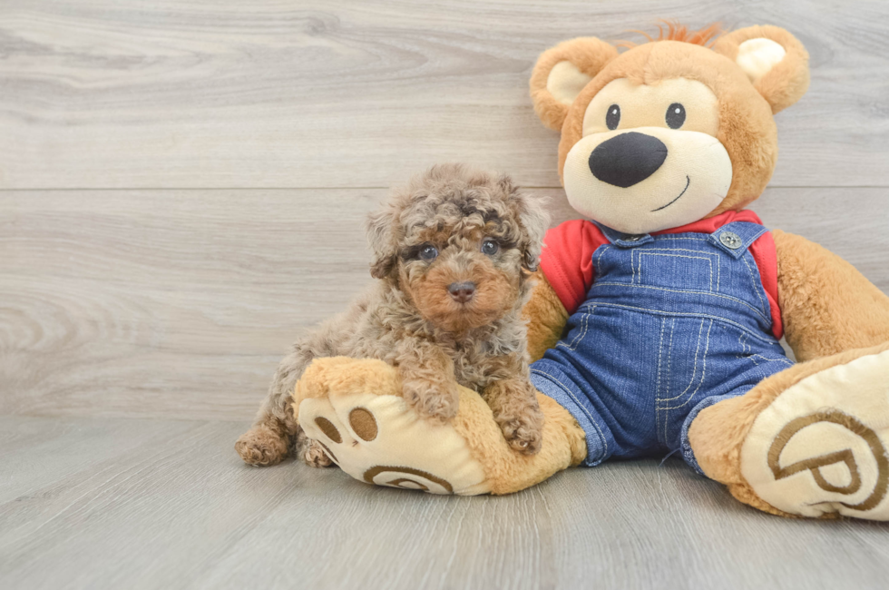 5 week old Poodle Puppy For Sale - Seaside Pups