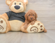 7 week old Poodle Puppy For Sale - Seaside Pups