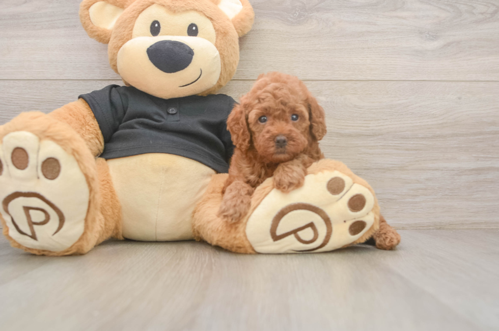 5 week old Poodle Puppy For Sale - Seaside Pups