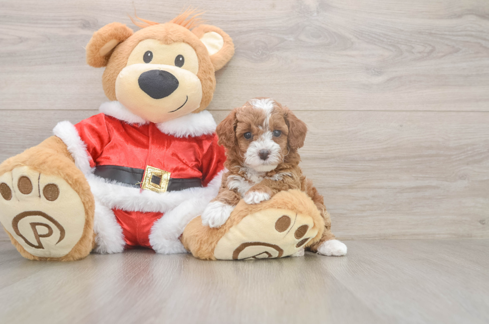 5 week old Poodle Puppy For Sale - Seaside Pups