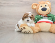 7 week old Poodle Puppy For Sale - Seaside Pups