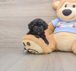 7 week old Poodle Puppy For Sale - Seaside Pups