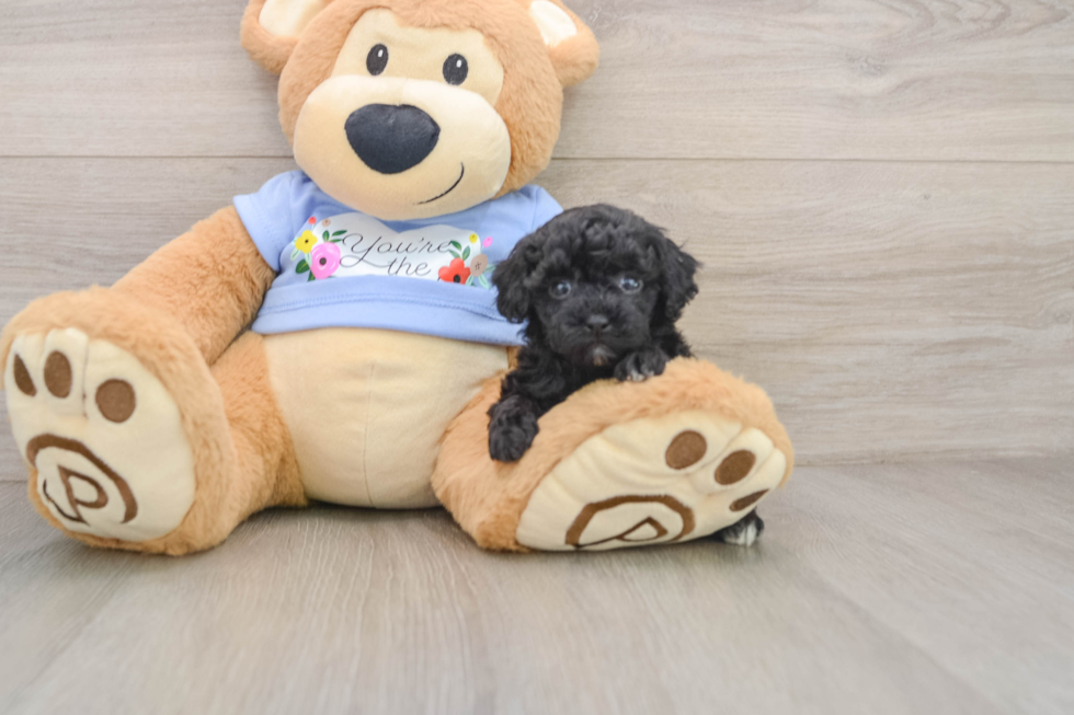 Playful Poodle Purebred Pup