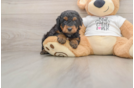 Fluffy Pudle Purebred Puppy