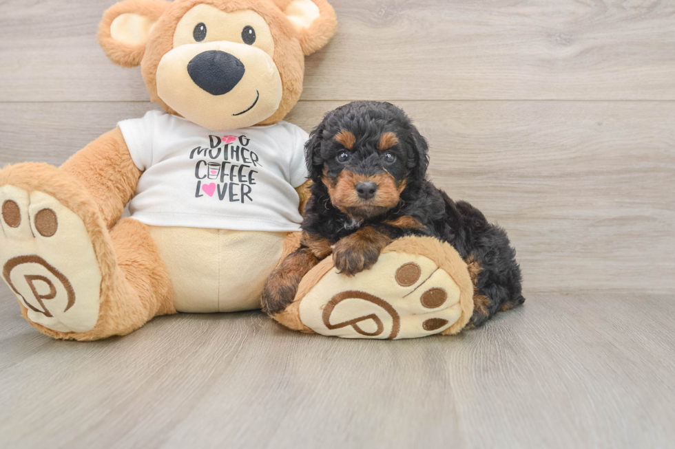 Best Poodle Baby