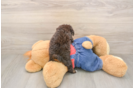 Best Poodle Baby