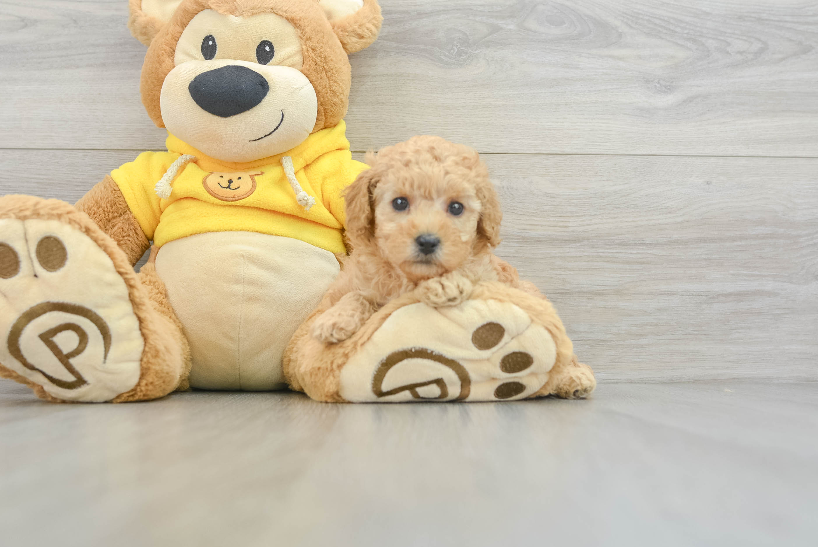 Playful Poodle Baby