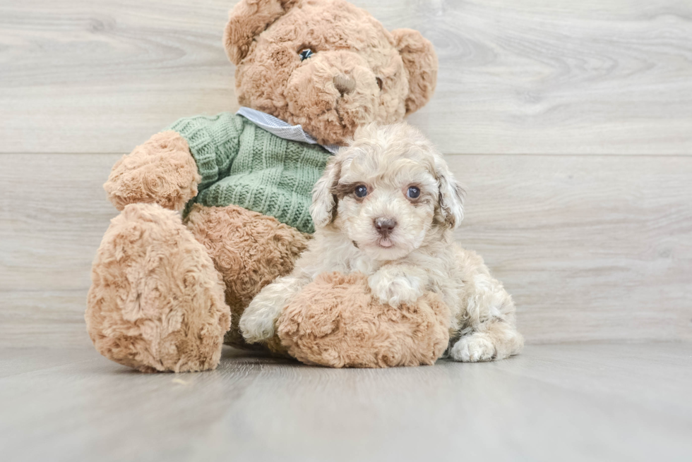 Poodle Pup Being Cute