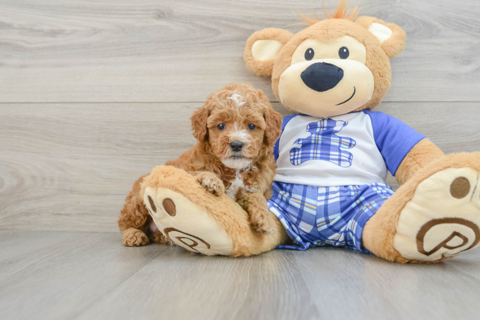 Playful Poodle Baby