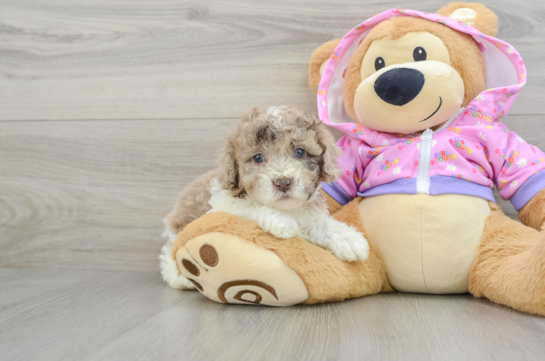 Hypoallergenic Poodle Purebred Pup