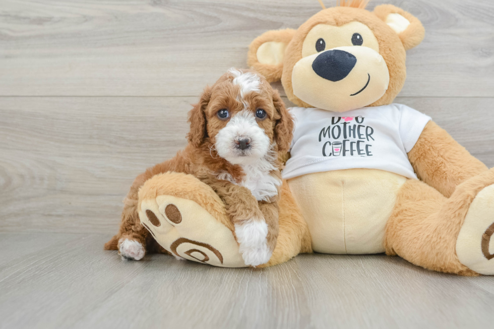 Akc Registered Poodle Baby