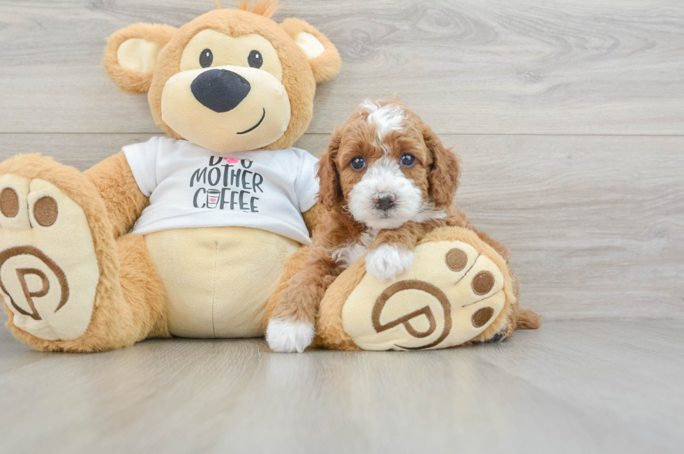 5 week old Poodle Puppy For Sale - Seaside Pups