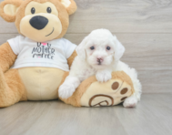 7 week old Poodle Puppy For Sale - Seaside Pups