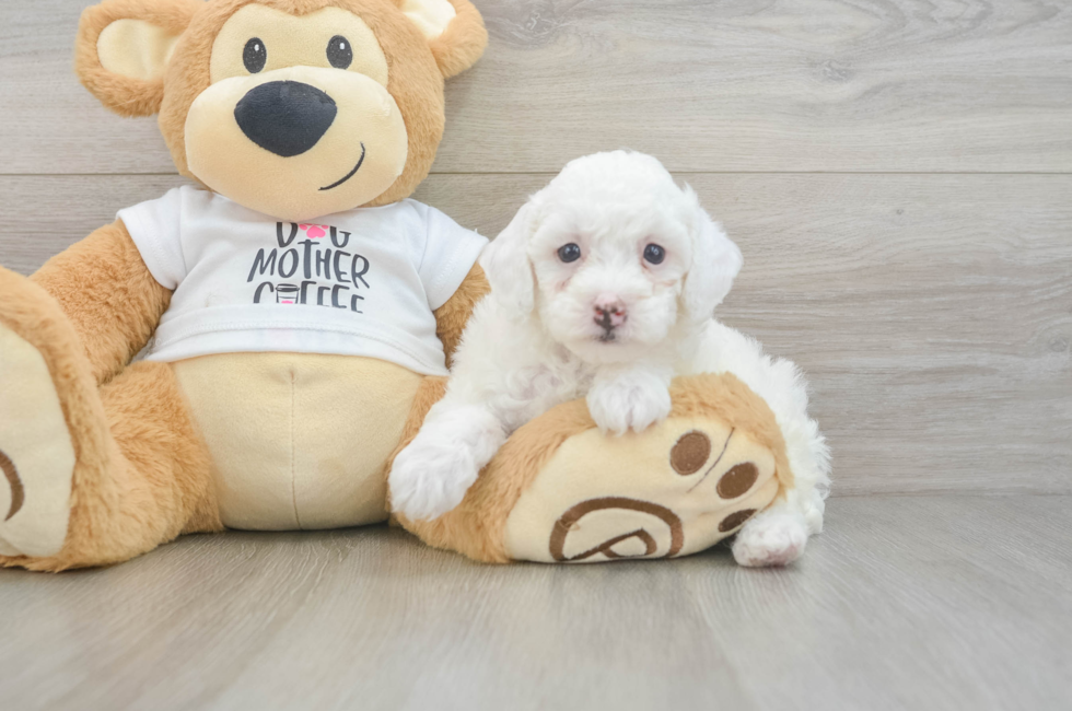 6 week old Poodle Puppy For Sale - Seaside Pups