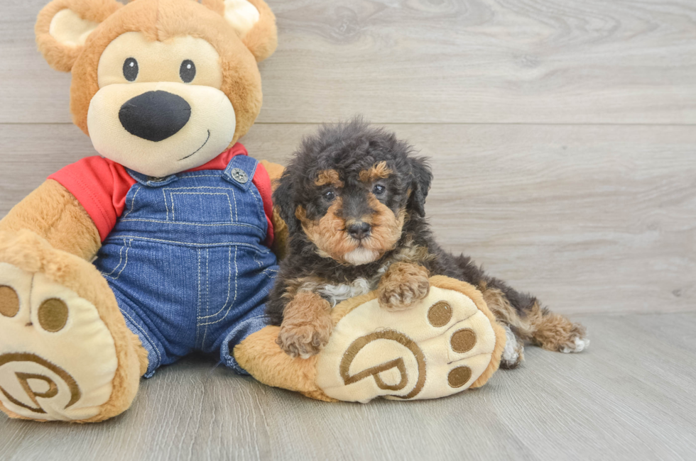 5 week old Poodle Puppy For Sale - Seaside Pups