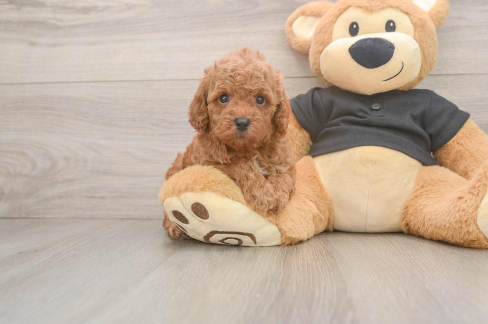 5 week old Poodle Puppy For Sale - Seaside Pups