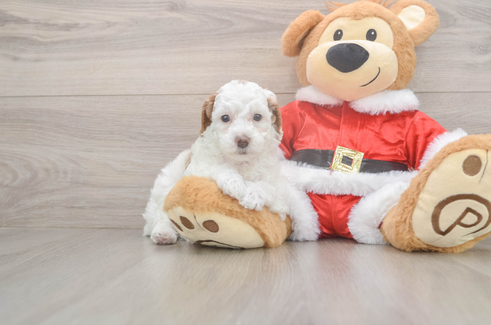 5 week old Poodle Puppy For Sale - Seaside Pups