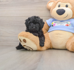7 week old Poodle Puppy For Sale - Seaside Pups