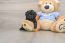 Akc Registered Poodle Purebred Pup