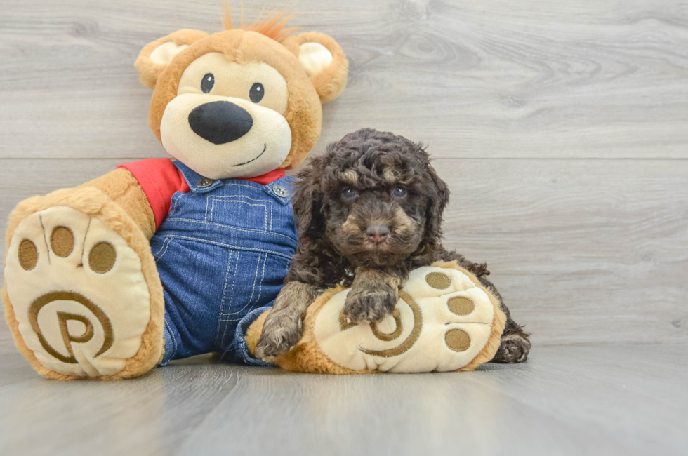 5 week old Poodle Puppy For Sale - Seaside Pups