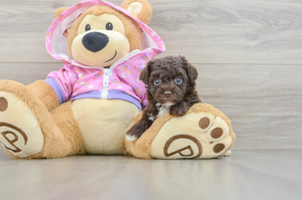5 week old Poodle Puppy For Sale - Seaside Pups
