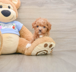 6 week old Poodle Puppy For Sale - Seaside Pups