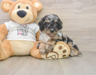 8 week old Poodle Puppy For Sale - Seaside Pups