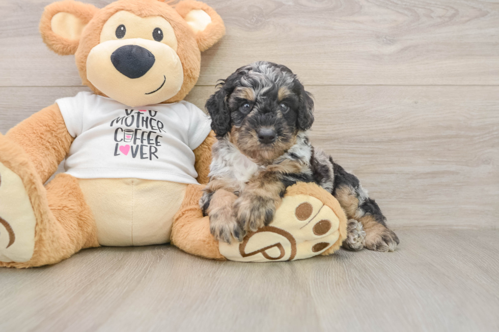 Best Poodle Baby