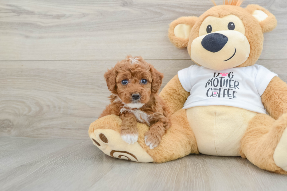 Akc Registered Poodle Purebred Pup