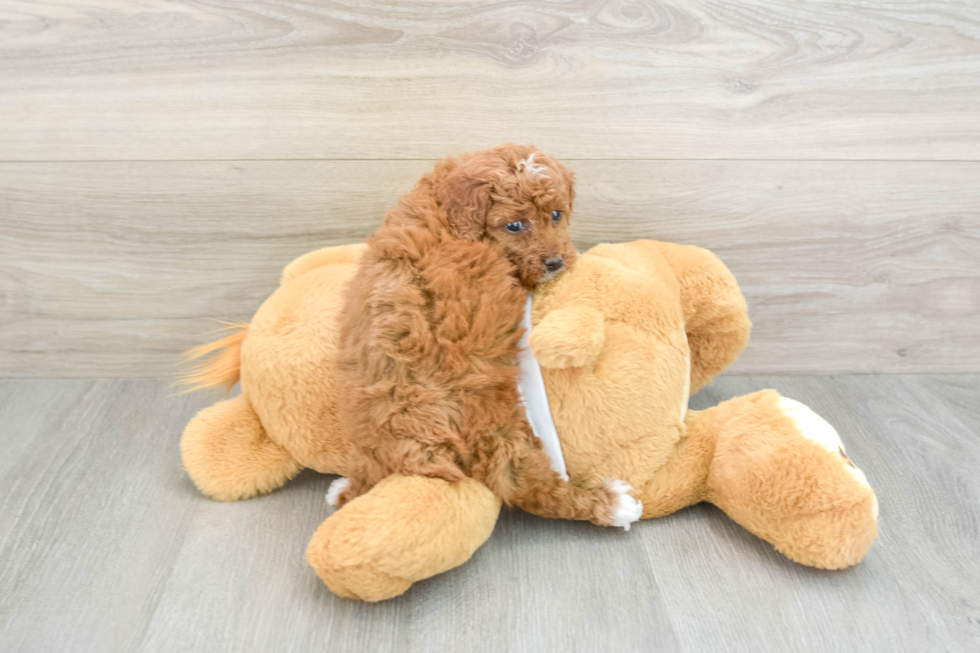 Best Poodle Baby