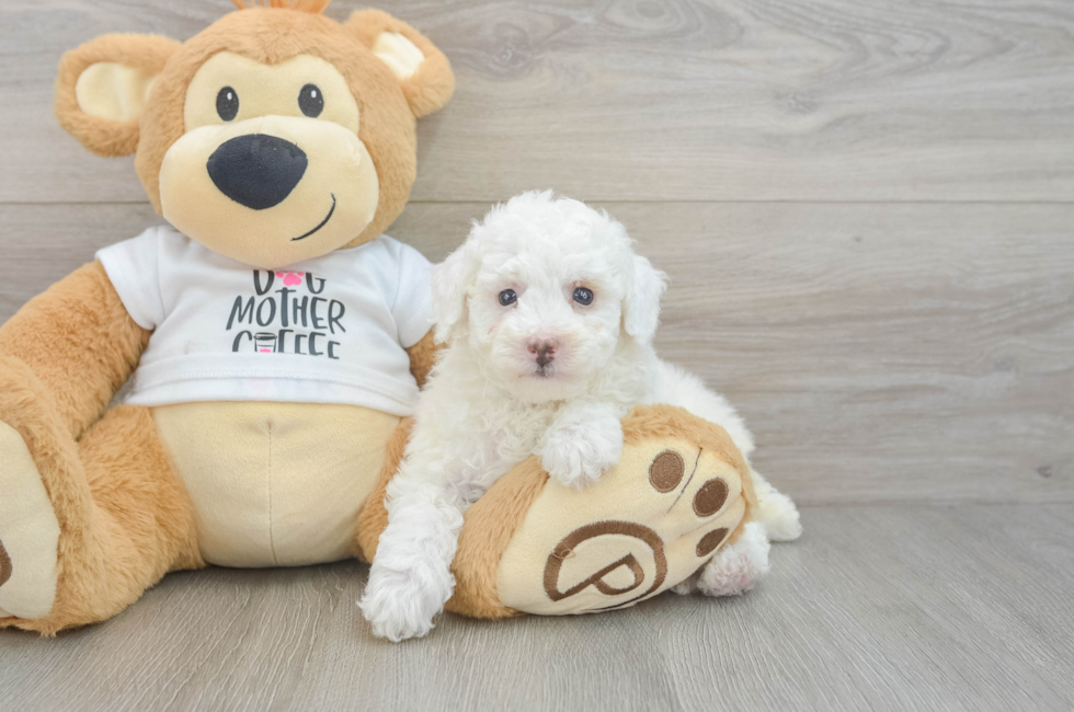 6 week old Poodle Puppy For Sale - Seaside Pups
