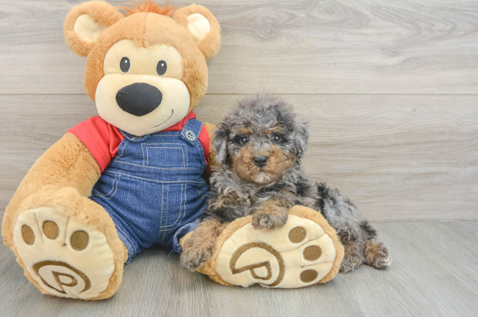 5 week old Poodle Puppy For Sale - Seaside Pups