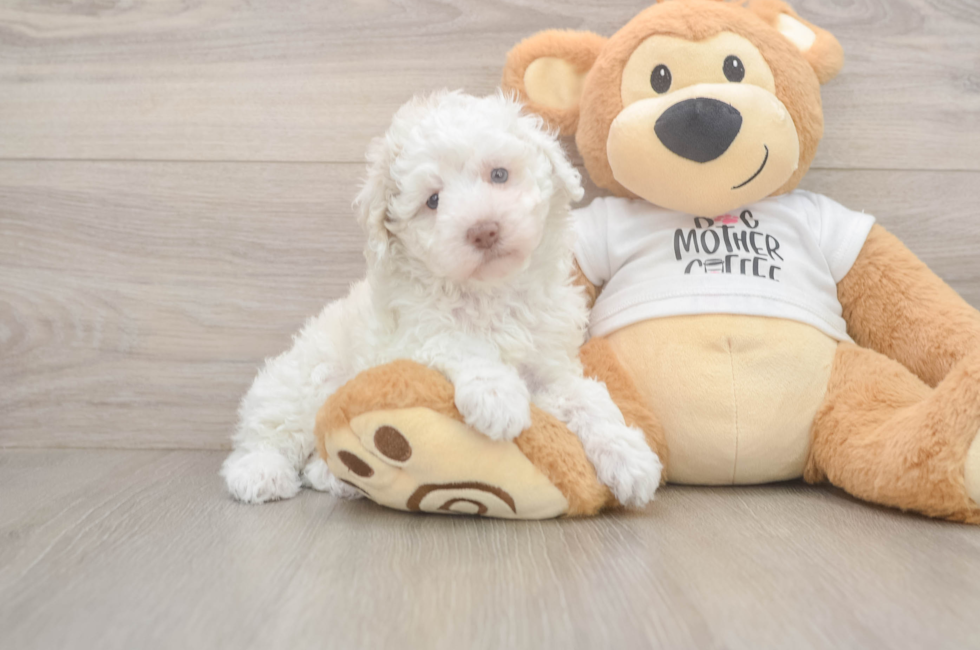 5 week old Poodle Puppy For Sale - Seaside Pups