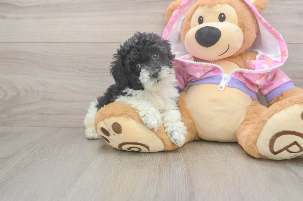 5 week old Poodle Puppy For Sale - Seaside Pups