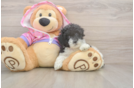 Energetic Toy Poodle Purebred Puppy