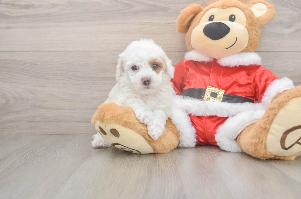 5 week old Poodle Puppy For Sale - Seaside Pups