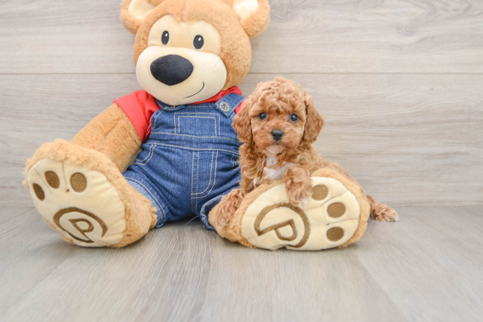 Small Poodle Purebred Pup