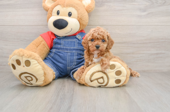 Small Poodle Purebred Pup