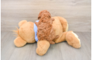 Funny Poodle Baby