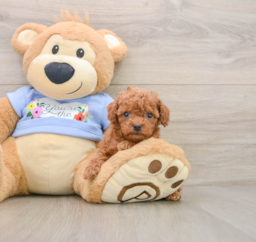 6 week old Poodle Puppy For Sale - Seaside Pups