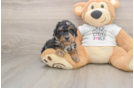 Funny Poodle Baby