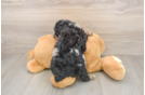 Hypoallergenic Poodle Purebred Pup