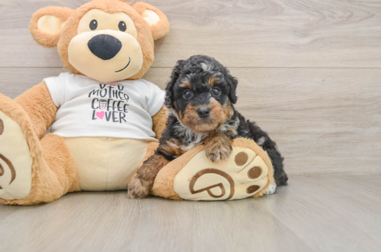 Poodle Puppy for Adoption