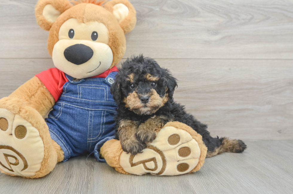 5 week old Poodle Puppy For Sale - Seaside Pups