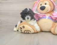 8 week old Poodle Puppy For Sale - Seaside Pups